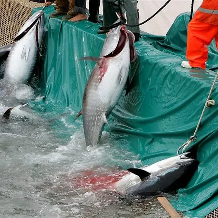 Отель Pimpina Калофорте