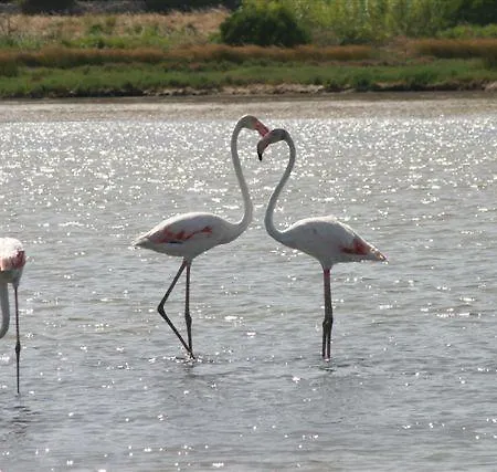 Pimpina Carloforte (Isola di San Pietro)